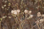 Coastal plain palafox